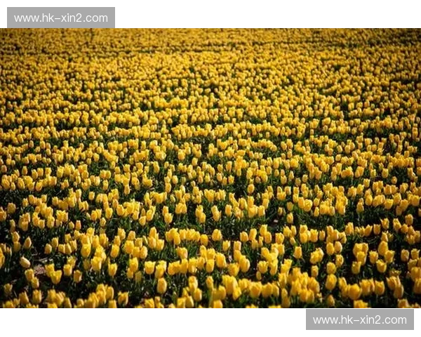 阿尔卑斯风情与郁金香浪漫：奥地利与荷兰，一场跨越山川湖海的奇妙邂逅